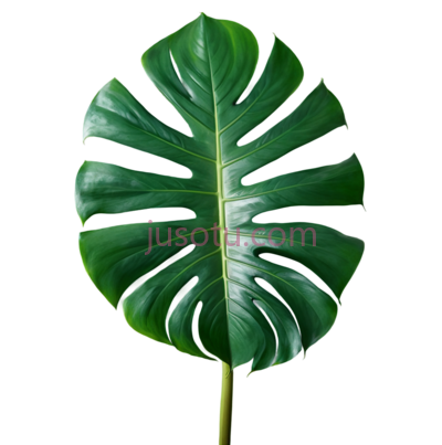 热带植物,分叶,绿萝, PNG