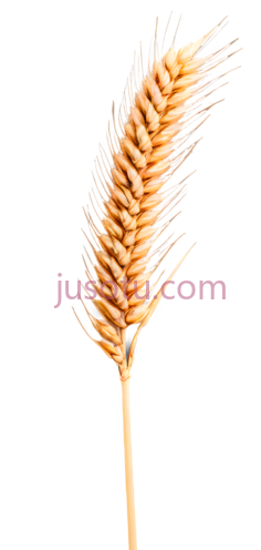 麦穗,棕色PNG