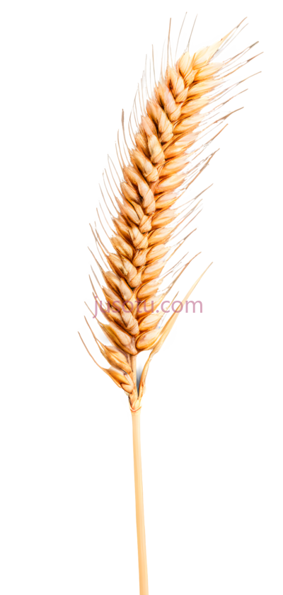 麦穗,棕色, PNG