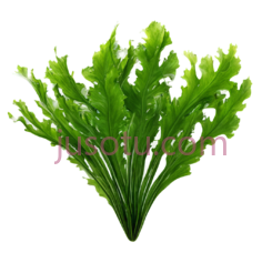 大叶海藻PNG