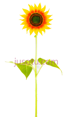 向日葵,橙色,黄色PNG