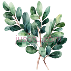 可爱,桉树PNG