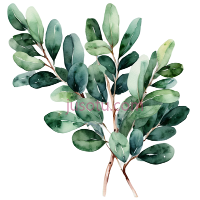 可爱,桉树, PNG