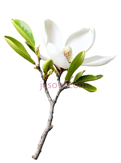 牡丹树枝, PNG