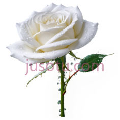 玫瑰,经典,白色PNG