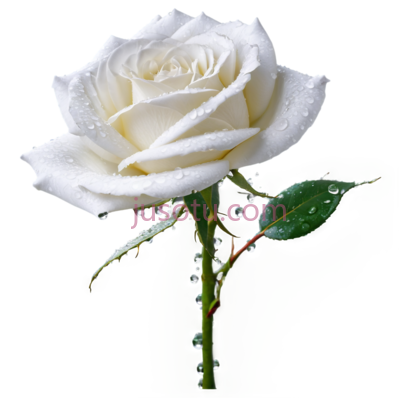 玫瑰,经典,白色, PNG