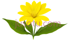 向日葵,卡通,黄色PNG