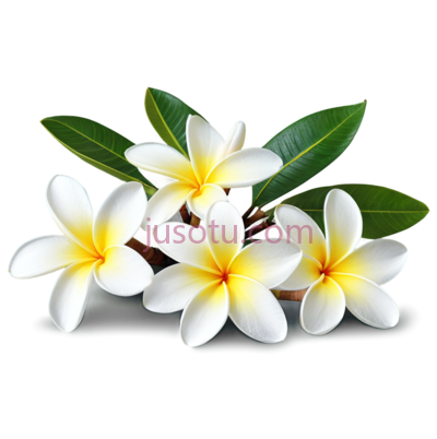 鸡蛋花树, PNG