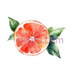 葡萄柚,水彩画PNG