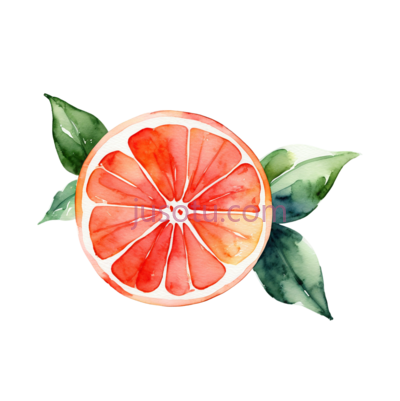 葡萄柚,水彩画, PNG