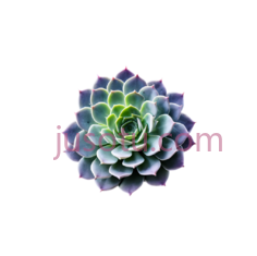 紫色,绿色,多肉植物, PNG