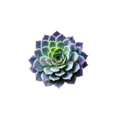 紫色,绿色,多肉植物, PNG
