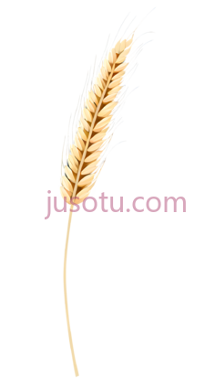 小麦穗PNG