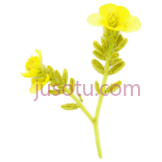 植物,自然生长,黄色PNG