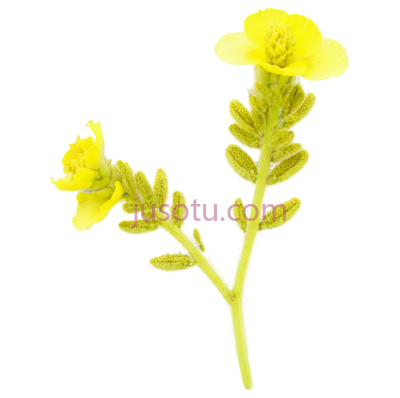 植物,自然生长,黄色, PNG