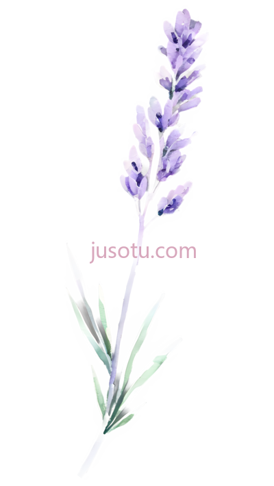 薰衣草枝, PNG