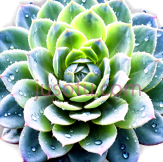 多肉植物,自然,绿色PNG