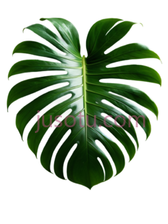 龟背竹叶, PNG