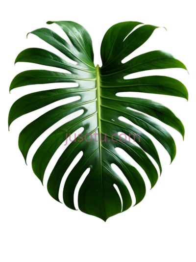 龟背竹叶, PNG