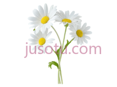 雏菊,插画,白色,黄色PNG