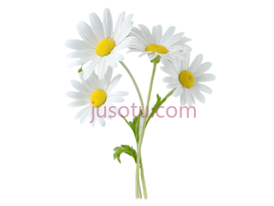 雏菊,插画,白色,黄色, PNG