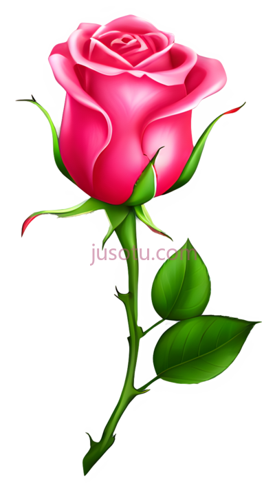 玫瑰蓓蕾, PNG