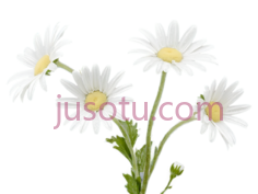 雏菊,插画,白色PNG