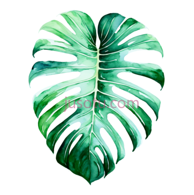 龟背竹叶, PNG