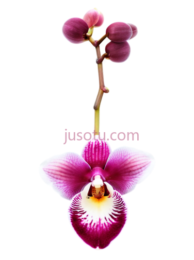 兰花,自然,紫色, PNG