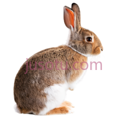 兔子, PNG
