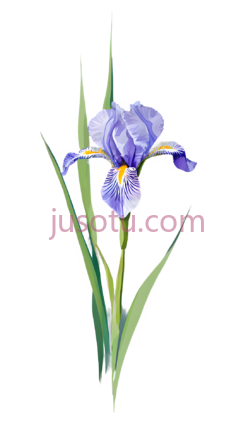 鸢尾花, PNG