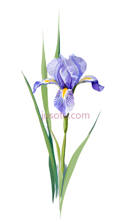 鸢尾花, PNG
