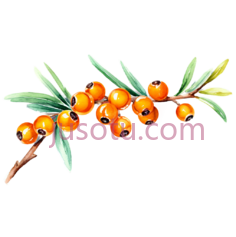 沙棘,枝条PNG