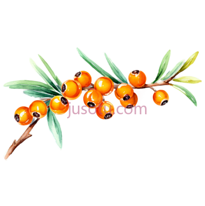 沙棘,枝条, PNG