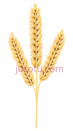 麦穗,插画,金色PNG