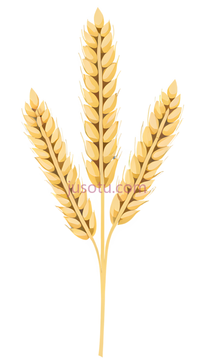 麦穗,插画,金色, PNG