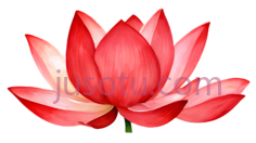 红莲花瓣PNG