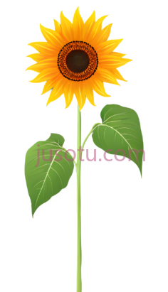 向日葵,橙色PNG