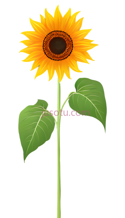向日葵,橙色, PNG