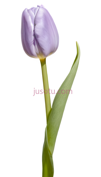 郁金香,紫色, PNG