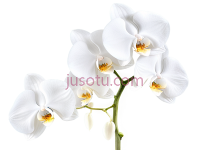 兰花,自然,白色, PNG