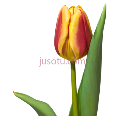 郁金香花蕾,绽放, PNG