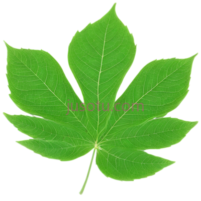 绿色,叶片, PNG