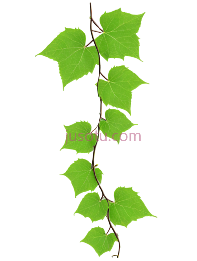 环绕藤蔓, PNG
