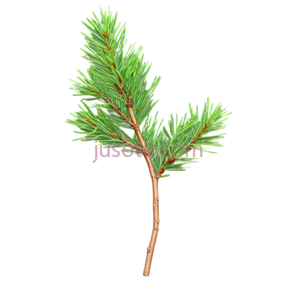 松树苗,绿, PNG