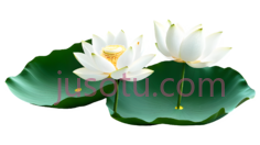 荷花花瓣,绿色PNG