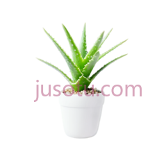 芦荟,绿色PNG