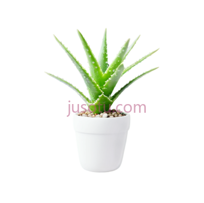 芦荟,绿色, PNG