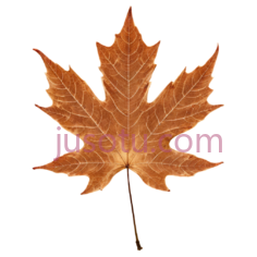 棕色,枫叶PNG