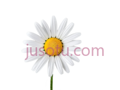 向日葵,雏菊PNG